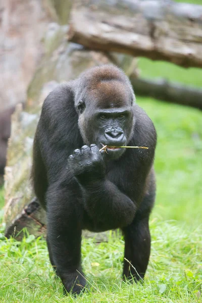 Batı ova gorili, açık ormanın yakınındaki çim tarlasında yürüyor.