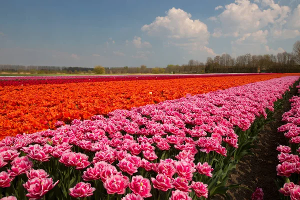 Weitläufiges Blumenfeld Mit Reihen Bunter Tulpen — Stockfoto