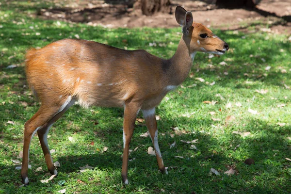 View Cutest Deer Wild — Stock Photo, Image