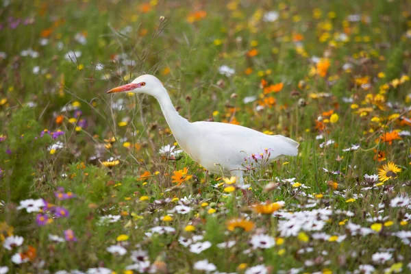 Western Cattle Egret Bubulcus Ibis Searching Insects Blooming Wild Flowers — Stock Photo, Image