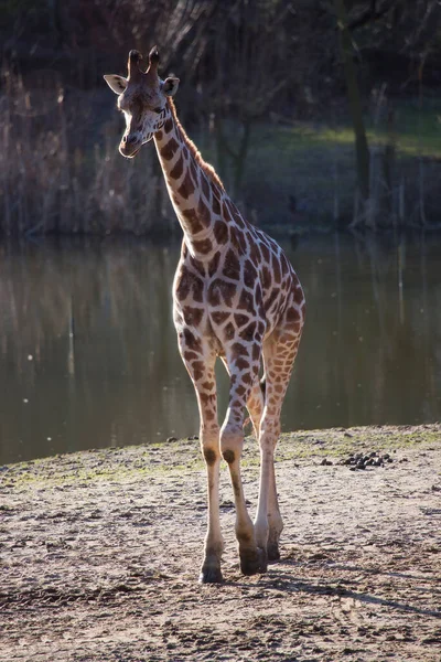 Cutest Giraffe Zoo — Stock Photo, Image