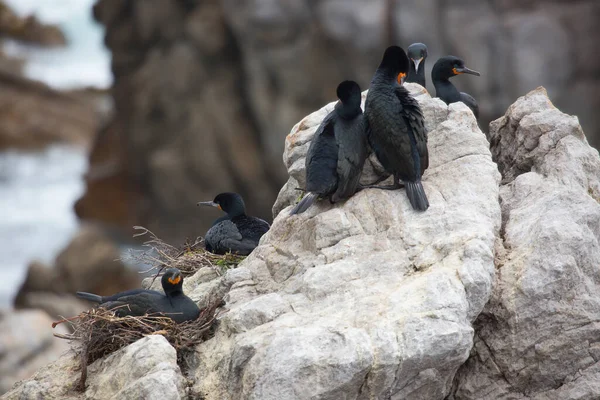 Pinguino Dalla Testa Nera Sulla Roccia — Foto Stock