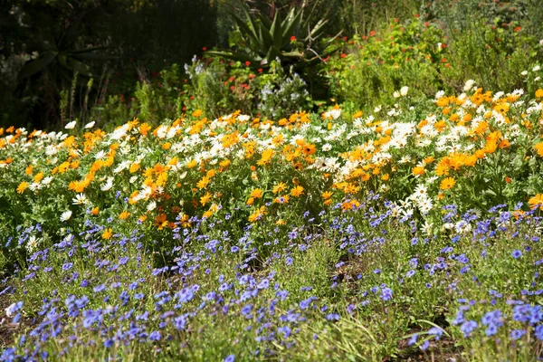 Çayırda açan güzel çiçekler
