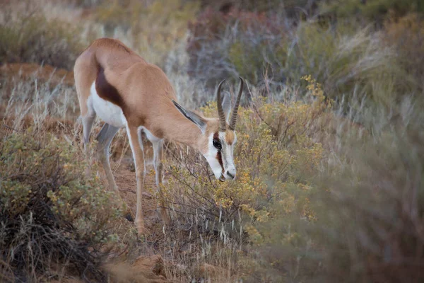 Springbok Antidorcas Marsupialis Caminando Pastando Las Praderas Secas Del Desierto — Foto de Stock