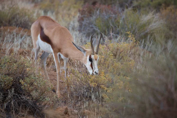 Springbok Antidorcas Marsupialis Caminhadas Pastagens Nas Pradarias Secas Deserto — Fotografia de Stock