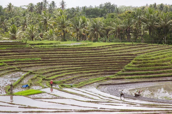 Terasta çalışan insanlar pirinç tarlaları, sawa 