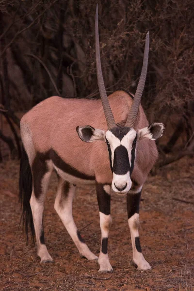 カラハリ砂漠の乾燥した草からのジェムズボクまたは南アフリカのオリックス オリキシーガゼラ 歩行や放牧の群れ — ストック写真