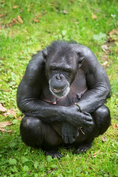 View Cute Black Chimpanzee — Stock Photo, Image