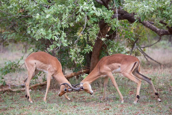 Groupe Antilopes Sauvages Dans Savane — Photo