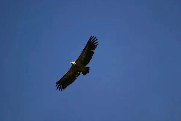 Uma Águia Careca Voando Céu — Fotografia de Stock