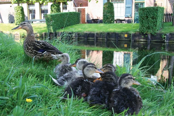 Canards Dans Parc — Photo