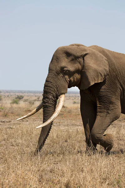 Éléphant Afrique Dans Savane Kenya — Photo