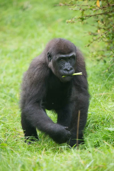 Batı ova gorili, açık ormanın yakınındaki çim tarlasında yürüyor.