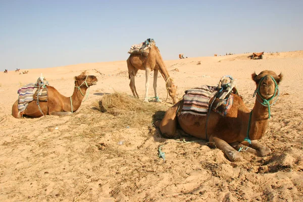 Lasttier Dromedar Camelus Dromedarius Bei Seiner Transportarbeit Der Sahara — Stockfoto