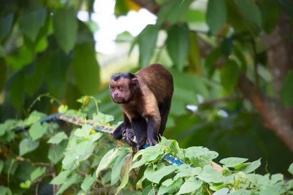 원숭이 서식지 — 스톡 사진