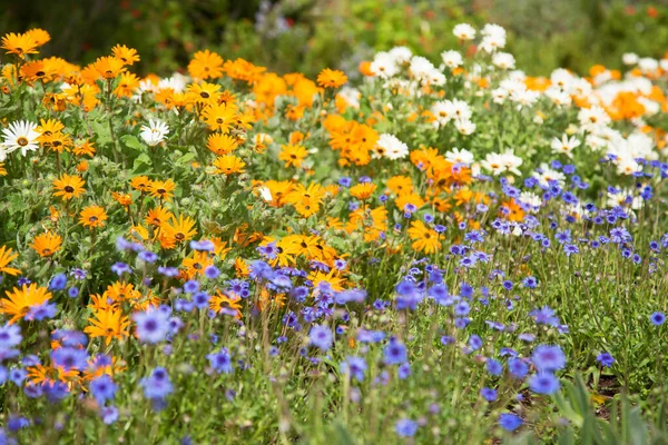 Belles Fleurs Fleurs Sur Prairie — Photo