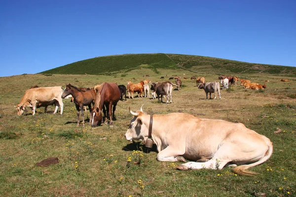 在山上吃草的奶牛 — 图库照片