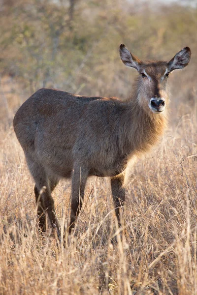 Een Groep Wilde Herten Savanne — Stockfoto