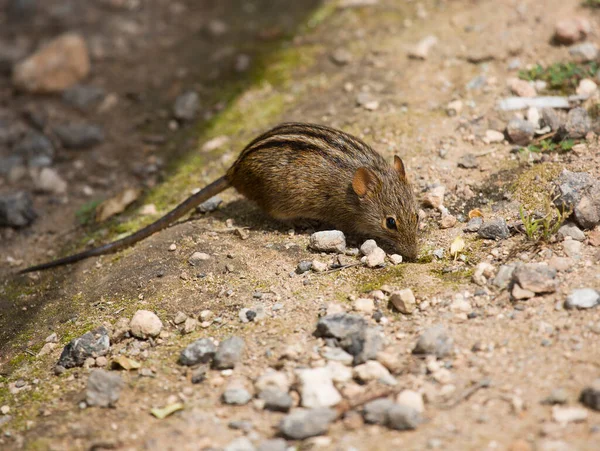 Pequeno Rato Cinzento Floresta — Fotografia de Stock