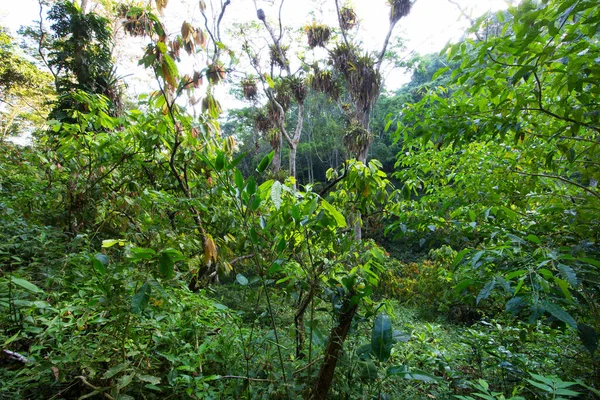 Hermoso Plano Botánico Vegetación Tropical —  Fotos de Stock