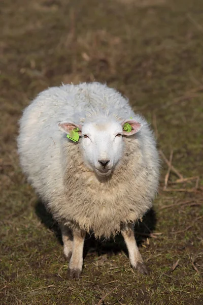 Moutons Debout Dans Prairie Vue Rapprochée — Photo