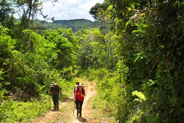 Dağ ormanlarında yürüyüş yapan insanlar