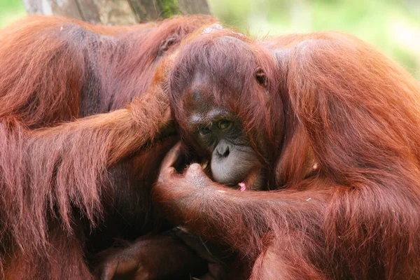 Two Grooming Sumatran Orangutan Pongo Abelii — Stock Photo, Image