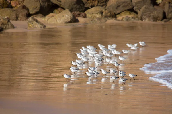 Gaviotas Playa Portugal — Foto de Stock