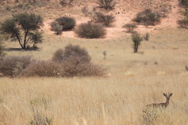 Springfield Antidorcas Marsupialis Çölün Kuru Otlaklarında Yürüyor Otluyor — Stok fotoğraf
