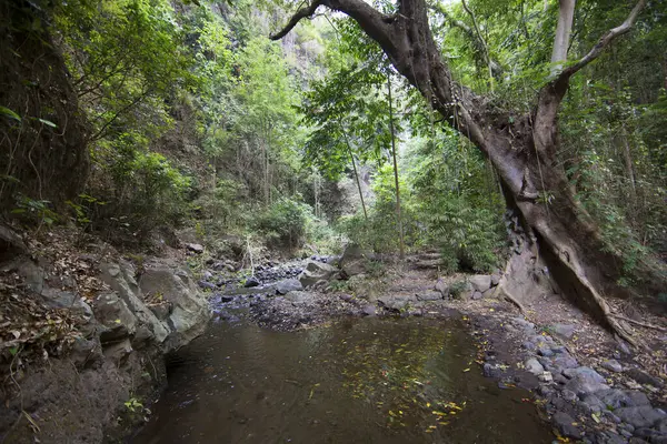 Ormanın güzel manzarası