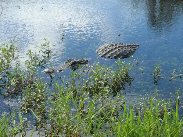 Crocodilo Nadando Água — Fotografia de Stock