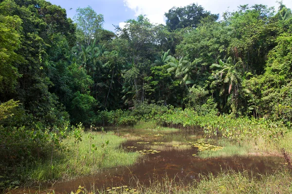 Hutan Hijau Hutan — Stok Foto