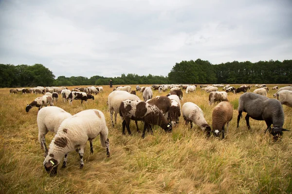 Herd Sheep Graze Farm — Stock Photo, Image