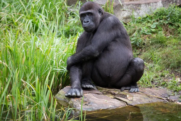 Black Gorilla Forest — Stock Photo, Image