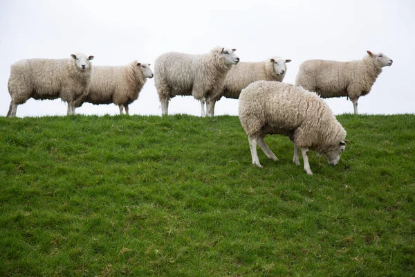 Sheep Grazing Meadow — Stock Photo, Image