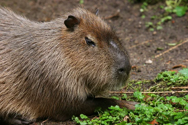 Capibara Hydrochoerus Hydrochaeris Reposo —  Fotos de Stock