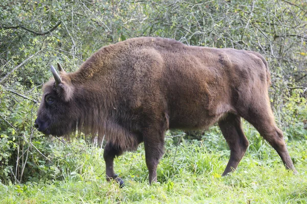 Bisonte Sapiente Europeo Bonasus Bisonte Passeggiando Vicino Bordo Della Foresta — Foto Stock