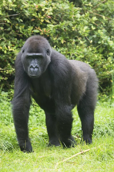 Nyugati Alföldi Gorilla Séta Füves Területen Közel Nyílt Erdő — Stock Fotó