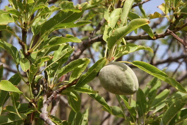 Zielony Owoc Zbliżeniu Drzewa — Zdjęcie stockowe