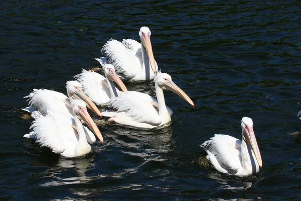 Pelikane Wasser — Stockfoto