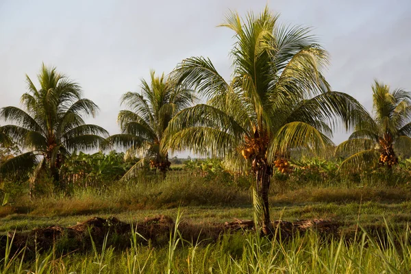 Palmeira Coco Selva — Fotografia de Stock