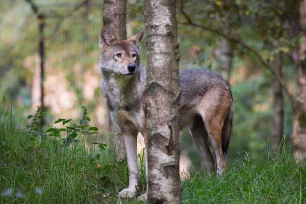 Eurasiatisk Eller Vanlig Varg Canis Lupus Observera Och Genom Skogen — Stockfoto
