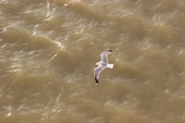 Gaviota Volando Sobre Río Sucio — Foto de Stock
