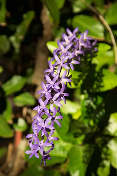 Piękne Kwitnące Kwiaty Botaniczne Zdjęcia — Zdjęcie stockowe