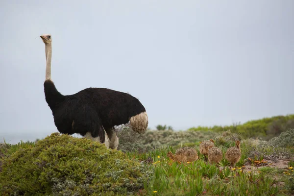 Struś Zwyczajny Struthio Camelus Poszukuje Pożywienia Patroluje Okolicę — Zdjęcie stockowe