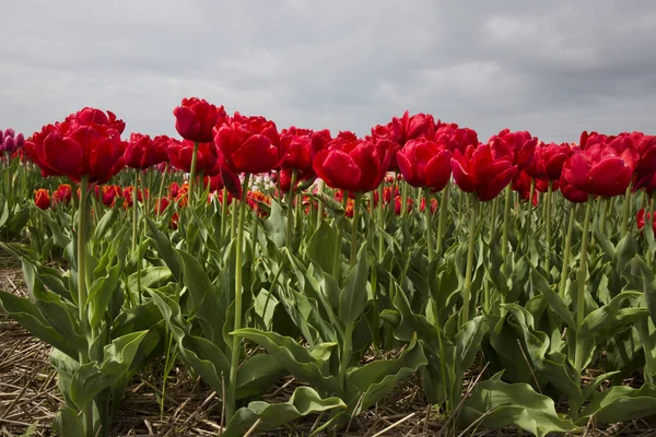 Schöne Rote Tulpen Auf Dem Feld — Stockfoto