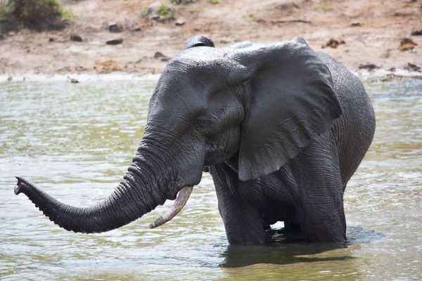 African Elephant Water — Stock Photo, Image