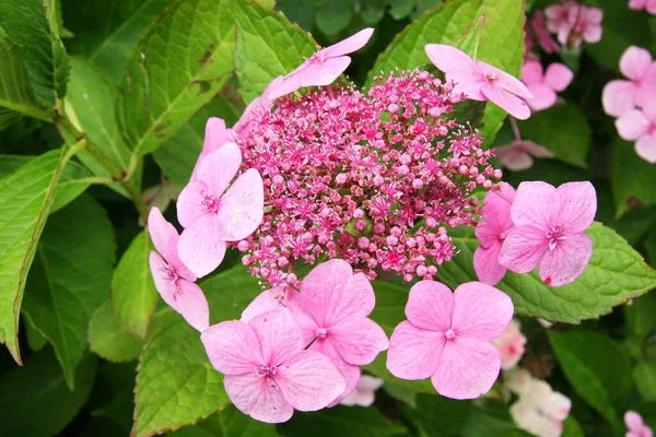 Vista Cerca Hermoso Fondo Floral Colorido —  Fotos de Stock