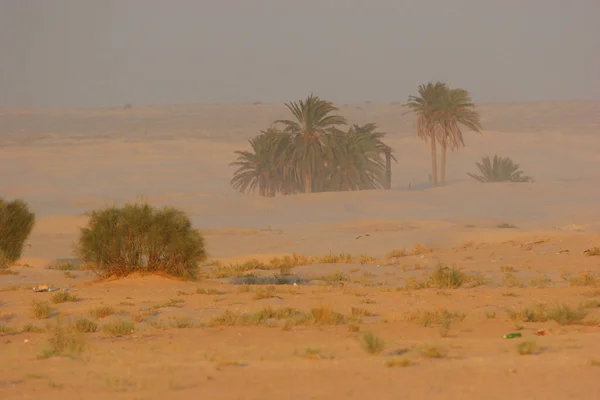 Kilátás Pálmafák Sivatagban — Stock Fotó
