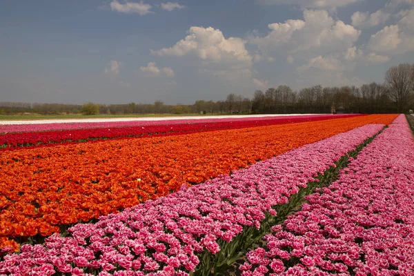 Weitläufiges Blumenfeld Mit Reihen Bunter Tulpen — Stockfoto